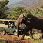 kwa-maritane-elephant