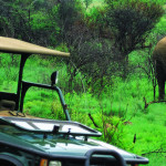 kwa-maritane-game-drive-8